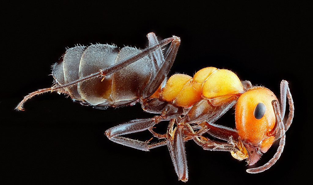 Ant Control service in McLean, VA