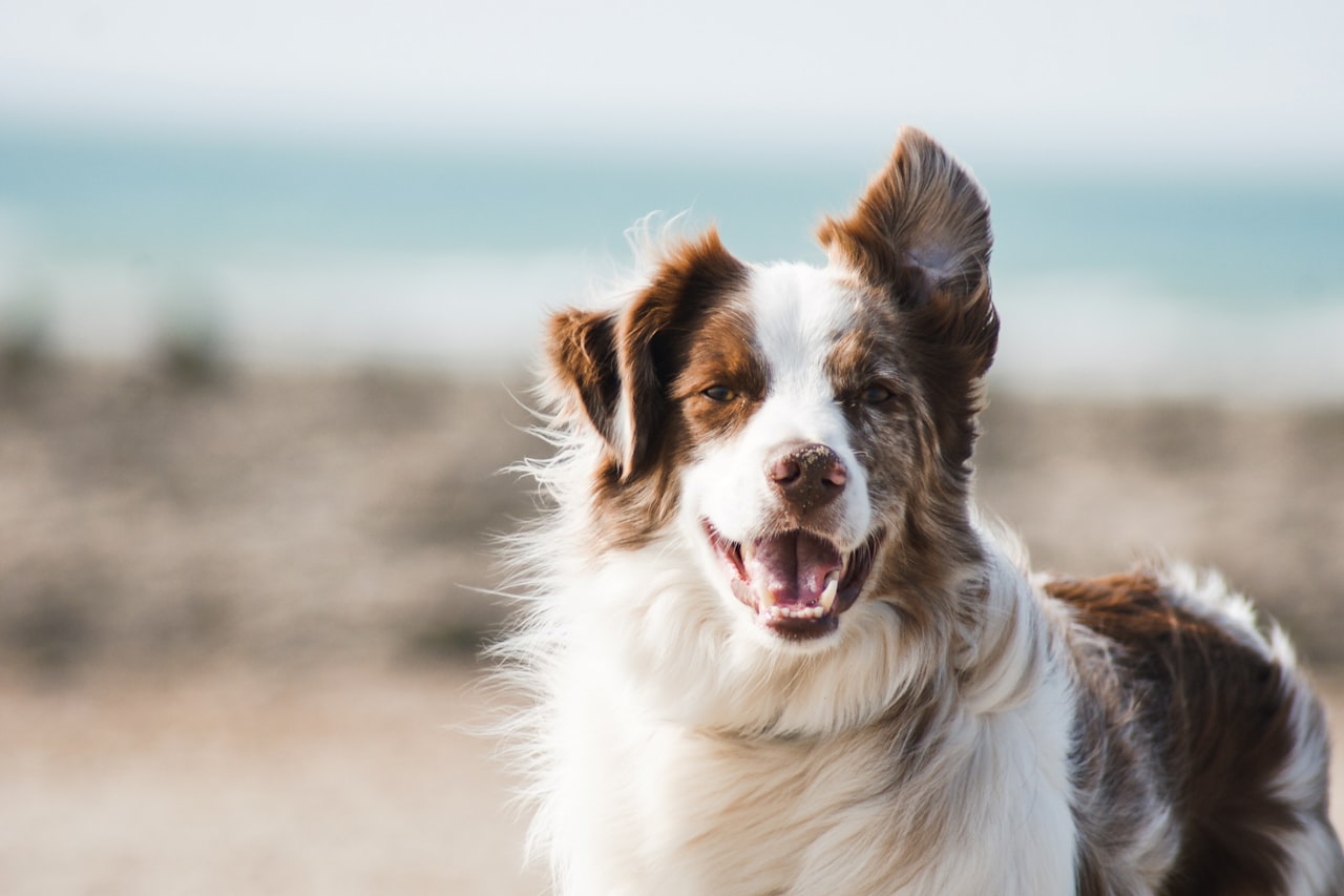 Flea & Tick Control service in McLean, VA