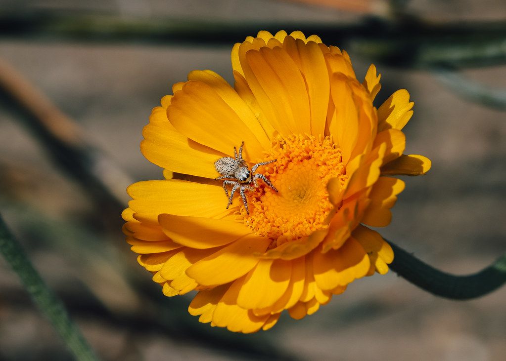 Spider Control service in McLean, VA